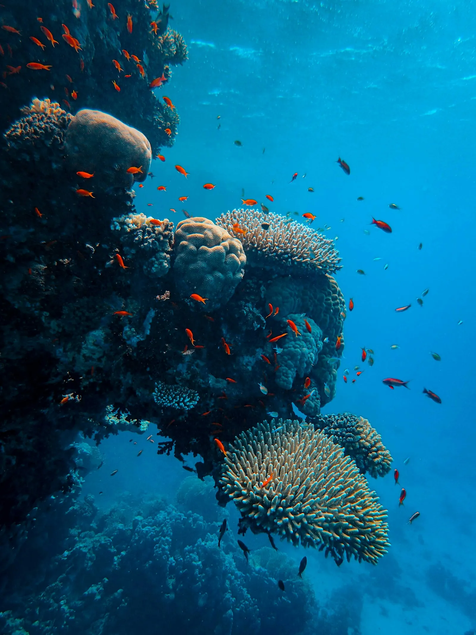 PADI Open Water Diver 開放水域潛水員